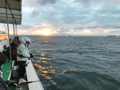 須磨沖の太刀魚