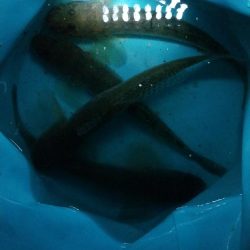 カレイに出会えずハゼで我慢