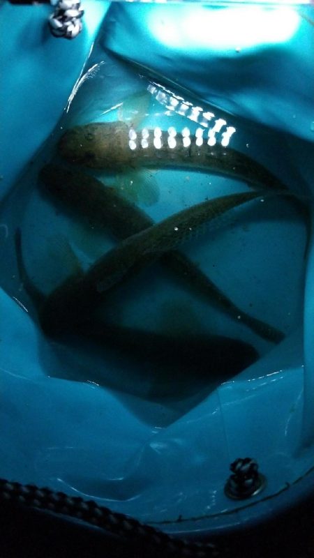 カレイに出会えずハゼで我慢