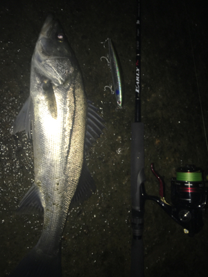 シーバァースの釣り納め