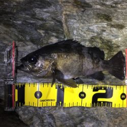 今シーズン初メバル