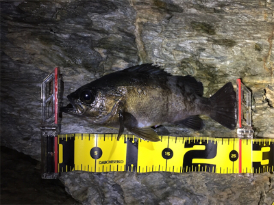 今シーズン初メバル