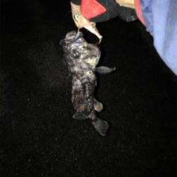 シーバス狙いが、、、