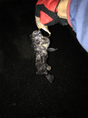 シーバス狙いが、、、