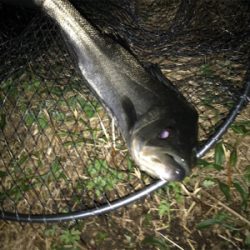 最後はシーバス