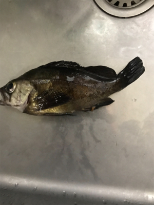 アジングのはずが