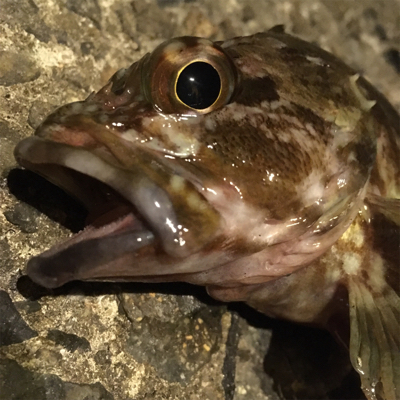 釣り納めというヤツです。