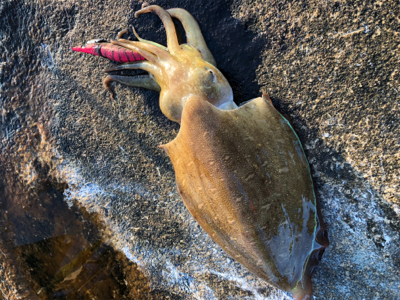 激シブ釣り納め