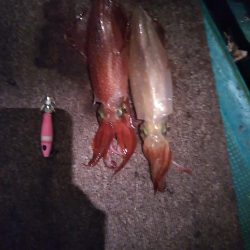 釣り納めイカメタル