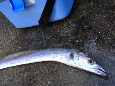 2017釣納め。良いお年を！