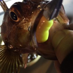 ロックフィッシュショート便