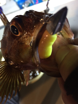 ロックフィッシュショート便