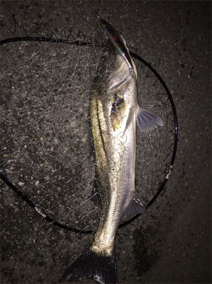 年末恒例シーバス納め