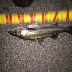 シーバス釣り納め‼︎