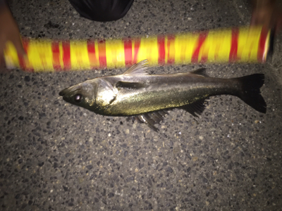 シーバス釣り納め‼︎