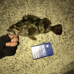 ガシラ、タケノコメバル安定の冬夜