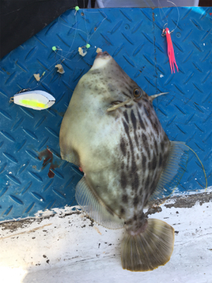 釣り納め船カワハギ