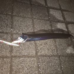 ラストタチウオ