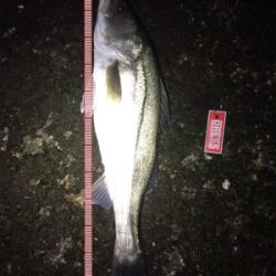 メバル狙いの外道