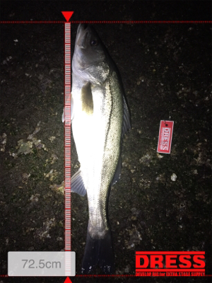 メバル狙いの外道