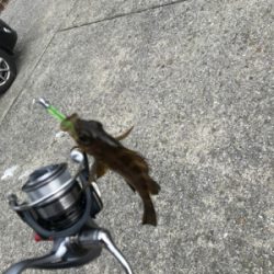 釣り納めデイアジング！