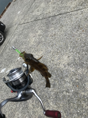 釣り納めデイアジング！