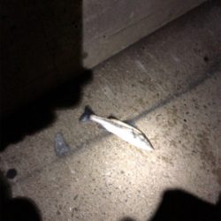 今年はシーバスで締めくくり