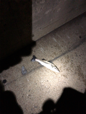 今年はシーバスで締めくくり