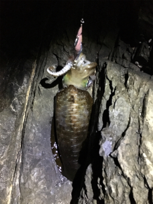 年内キロUP達成！