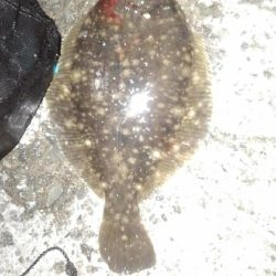 ナイトカレイ♪