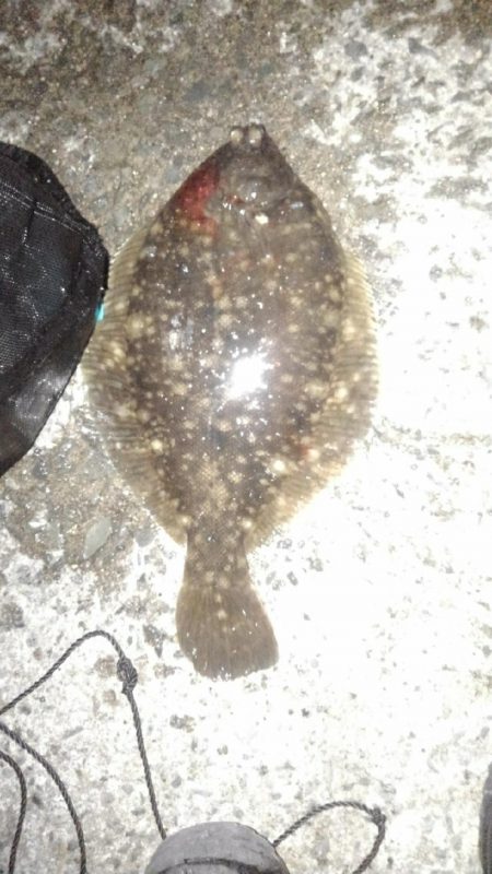 ナイトカレイ♪