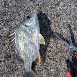 お団子しゃくなげ チヌ釣れず