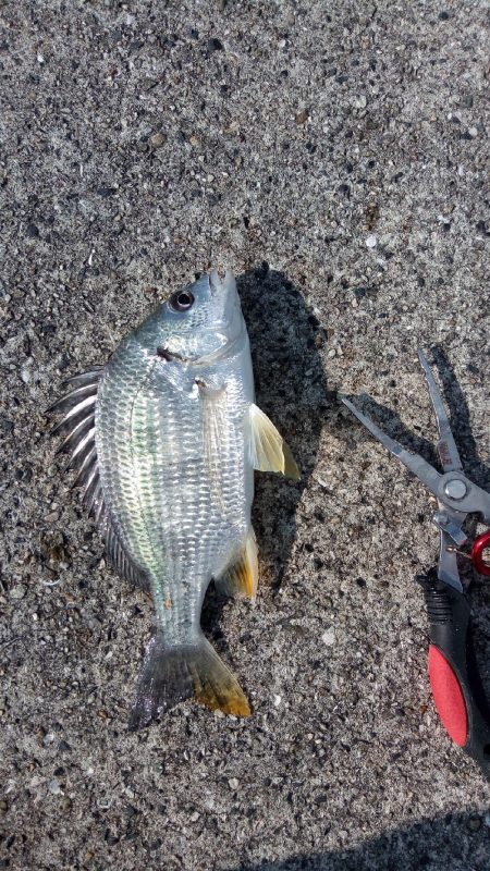 お団子しゃくなげ チヌ釣れず
