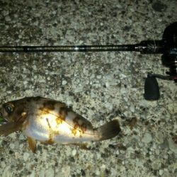 極寒のライトゲーム