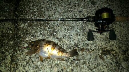 極寒のライトゲーム