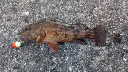 淡路島でガシラ・イカ