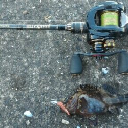 ムラソイ&ガシラポンポン