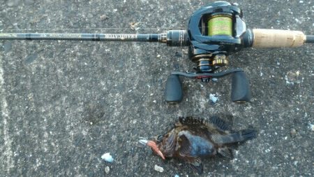 ムラソイ&ガシラポンポン