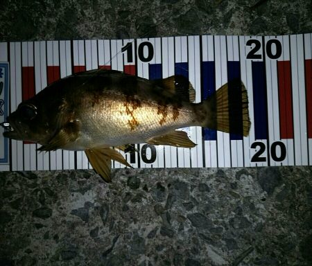 再びメバリング＆アジング