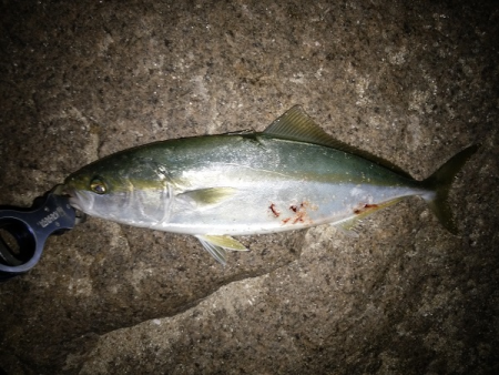 夜のトップゲームで青物