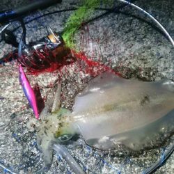 エギング　和歌山　2017年1月　カンパリ投稿オススメ記事！