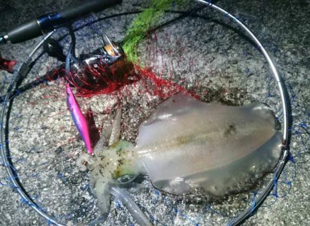 エギング　和歌山　2017年1月　カンパリ投稿オススメ記事！