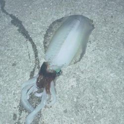 風がないので行って来ました。