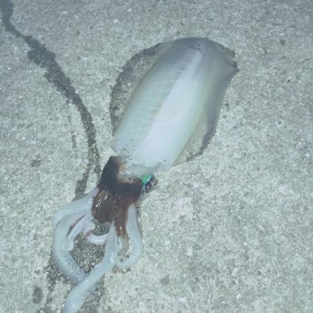 風がないので行って来ました。