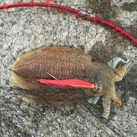 アオリイカのはずが、