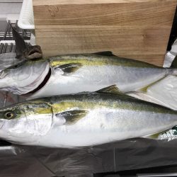 ハマチ～メジロ！