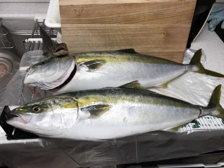 ハマチ～メジロ！