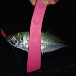 伊根でアジング