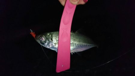 伊根でアジング