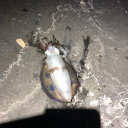 寒くなってきましたが大きいの、釣れました。